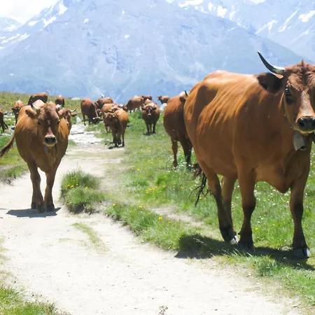 Aux Portes Du Parc National De La Vanoise Val Cenis Avec Wifi Lägenhet Termignon