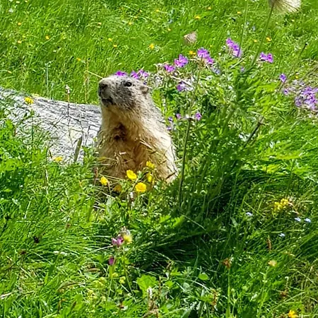 Apartament Aux Portes Du Parc National De La Vanoise Val Cenis Avec Wifi Termignon